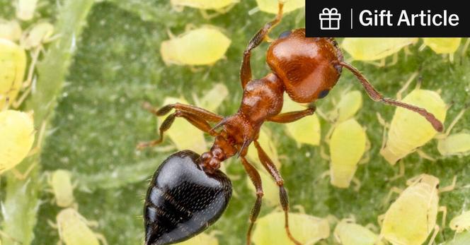 An acrobat ant tending a herd of sunflower aphids for honeydew. 